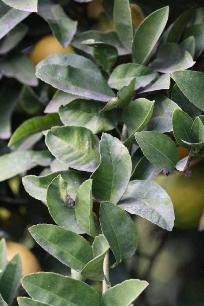            Shade leaves (Riverside, CA)   